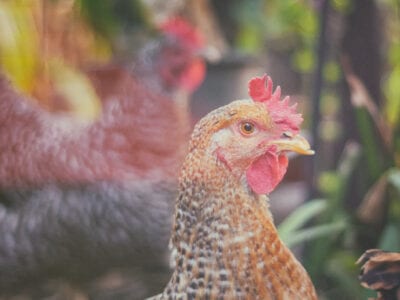 Cómo las comunidades croatas enfrentan planes de construir mataderos avícolas