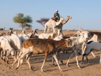 Activista ambiental chadiana Hindou Oumarou: “Gobernanza de IA debe respetar a los pueblos indígenas”