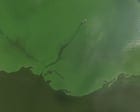 From toxic blooms to dead zones, how wildfires transform oceans and lakes