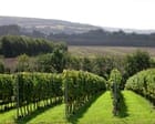 Kent is having a champagne moment: ‘English wine has gone from a joke to world-class’