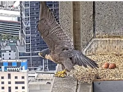 ‘Nest-flix’ peregrine falcons become streaming stars of the 34th floor in Australia