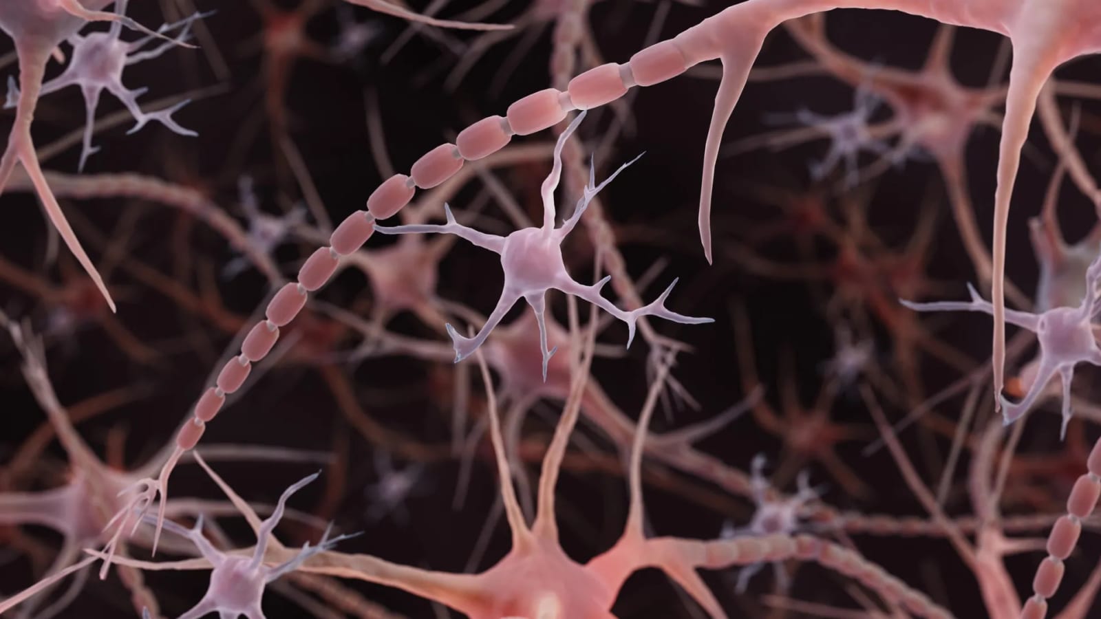 Textbooks may have misdrawn this basic brain structure for 100 years