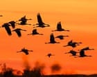 Weatherwatch: Climate crisis fuelling steep fall in migratory bird numbers